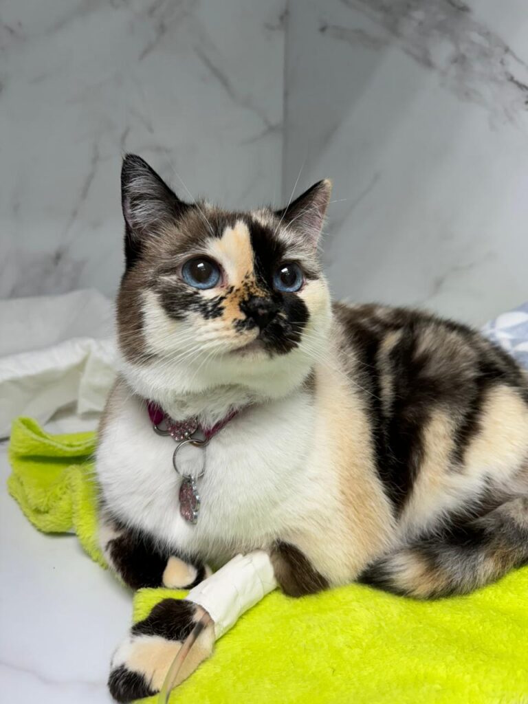 Vacina pet