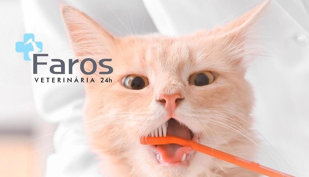 Conheça mais sobre as principais doenças odontológicas em cães e gatos!
