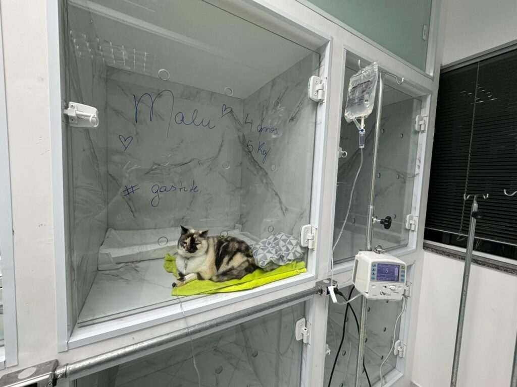 Entenda como levar gato ao veterinário sem estresse com a Faros!