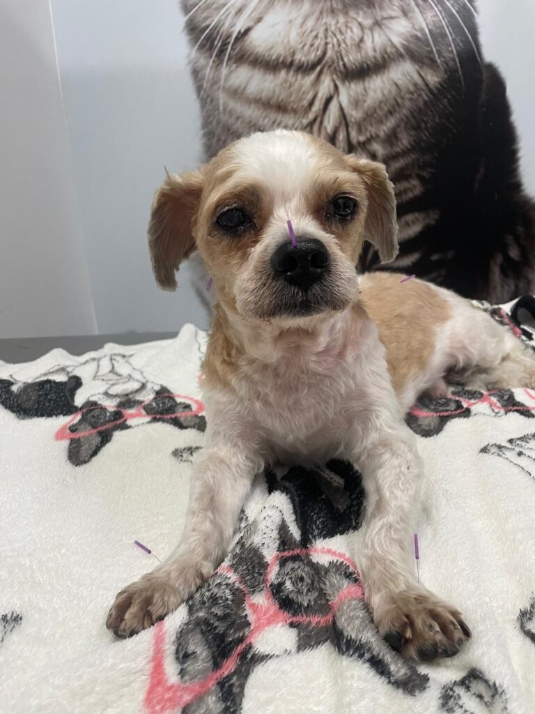 Câncer mais comuns em cachorros: diagnóstico, tratamento e cuidados