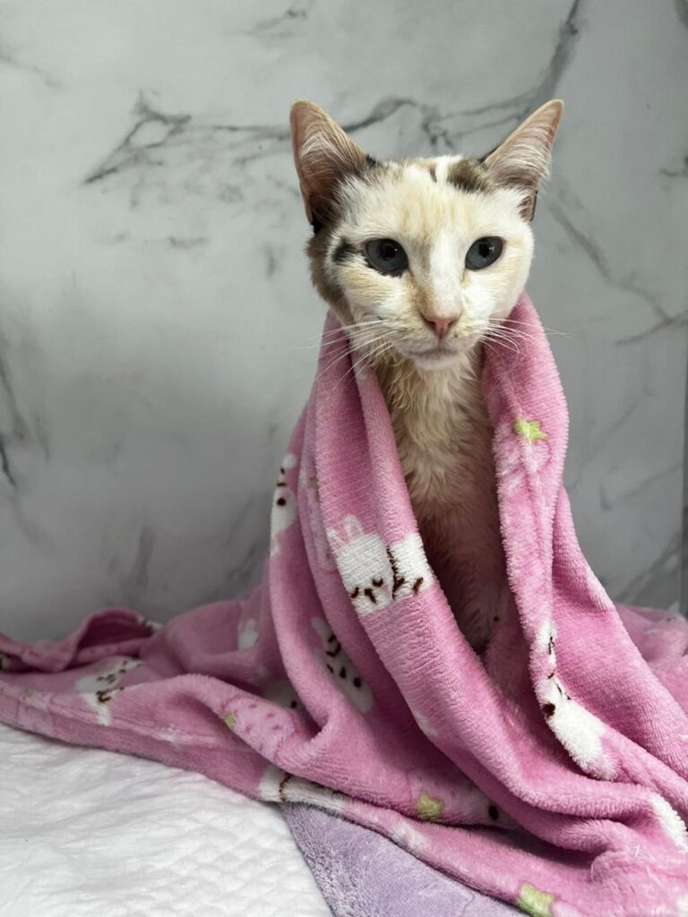 Entenda quando procurar um gastroenterologista veterinário com a Faros!