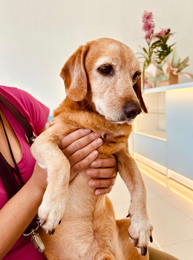 Quando levar seu pet ao Endocrinologista Veterinário