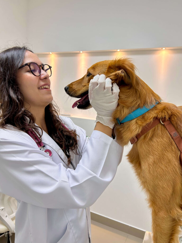 Cinomose em cães: sintomas, transmissão e tratamento