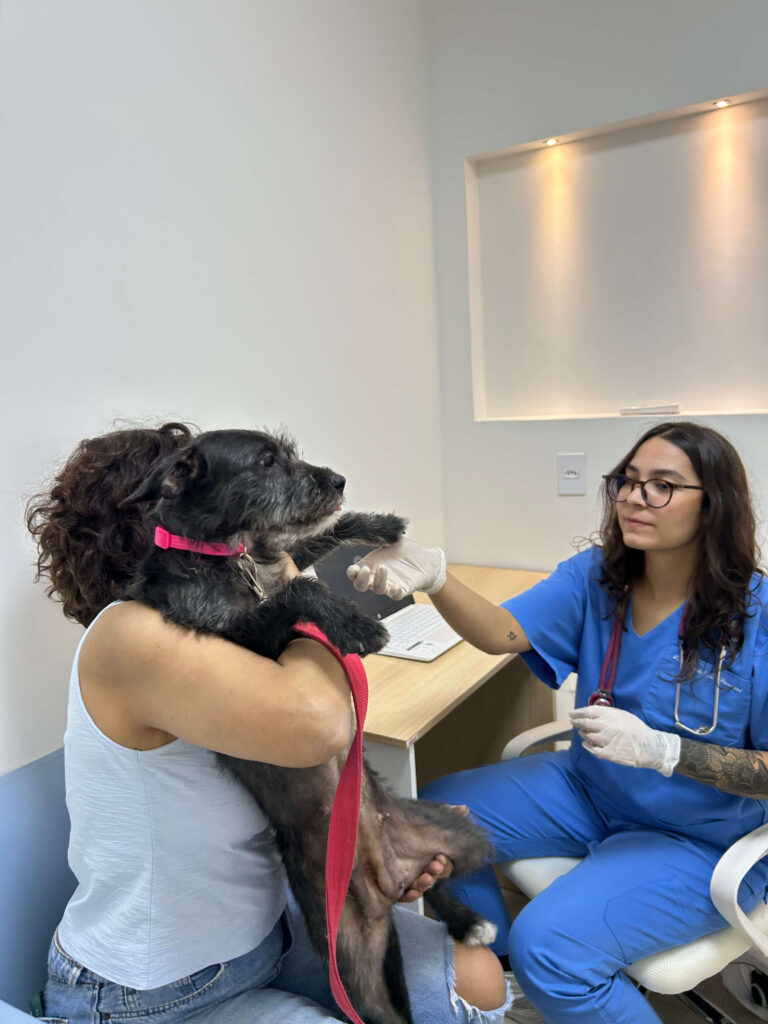 Tratamento Ortopédico Veterinário