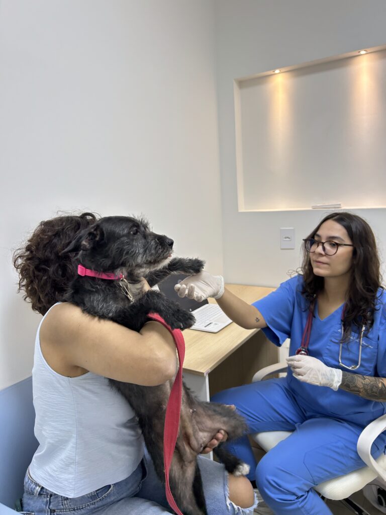 Como saber se meu cachorro está com dor? Entenda os sinais e saiba quando procurar ajuda veterinária