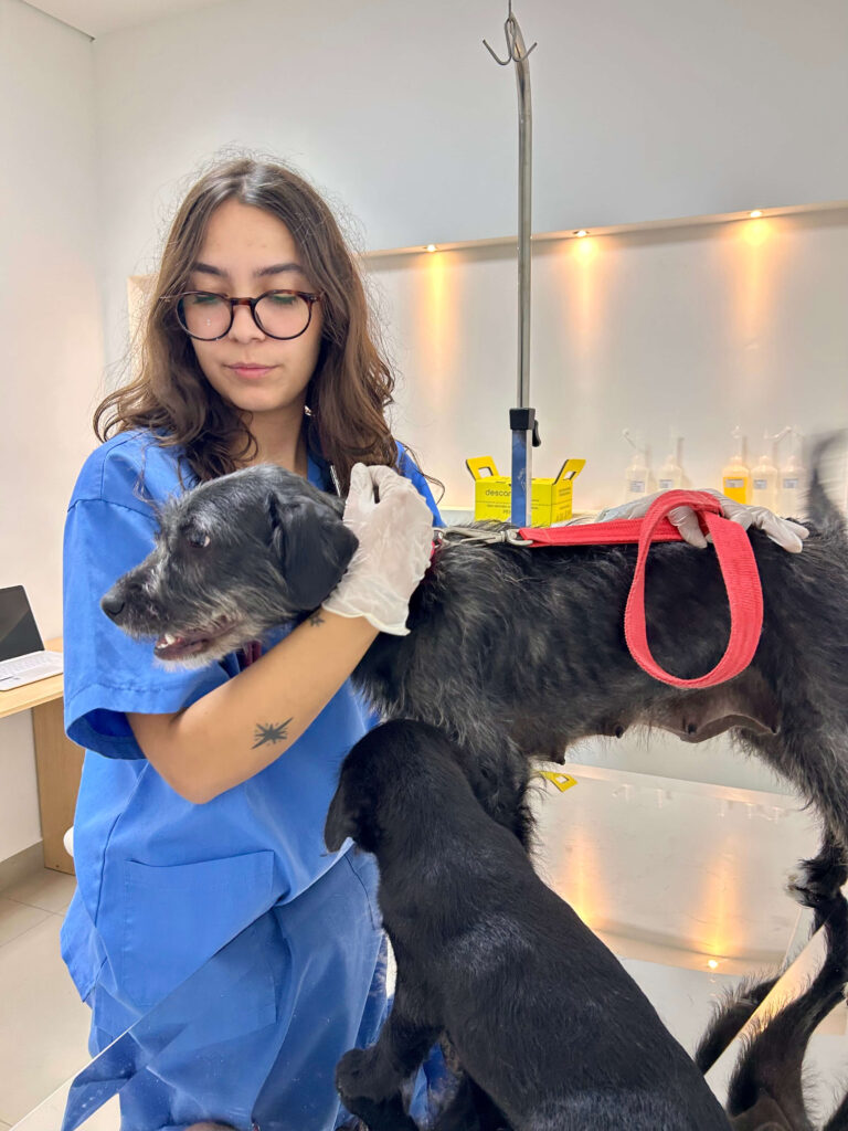 Levar o Pet ao Neurologista Veterinário