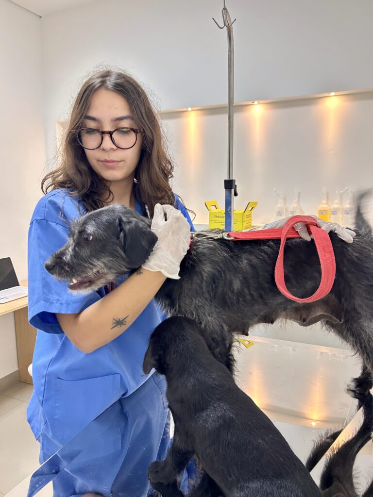 Nutrição pet: a importância de uma dieta balanceada