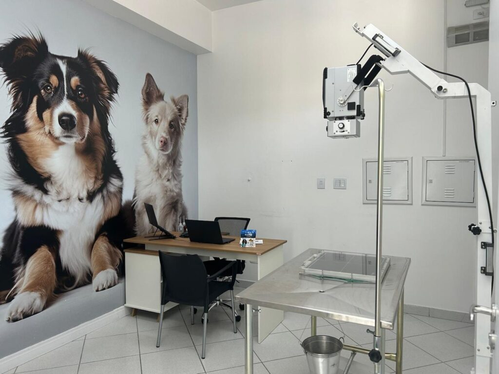 Entenda o funcionamento da cirurgia ortopédica em cães e gatos!