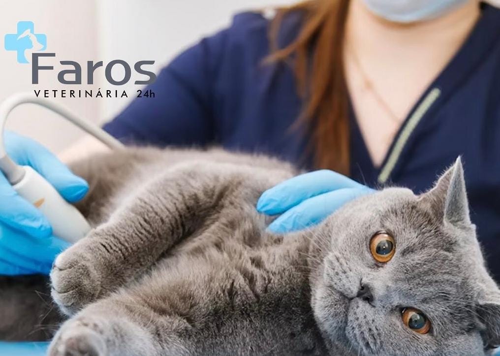 Entenda o que fazer em caso de convulsão em pets!