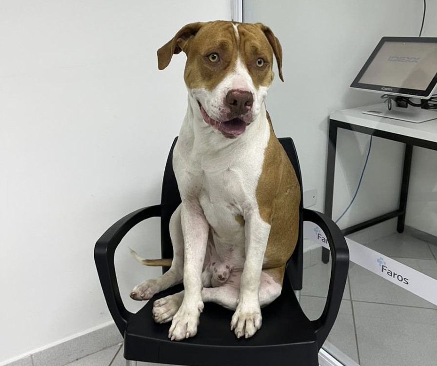 Veja como ensinar o cachorro a fazer xixi no lugar certo!