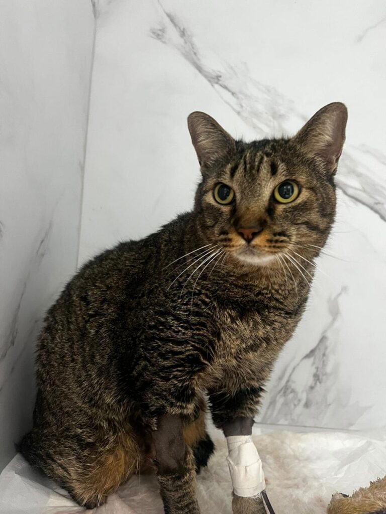 Venha com a Faros e conheça os sintomas de câncer em gatos!