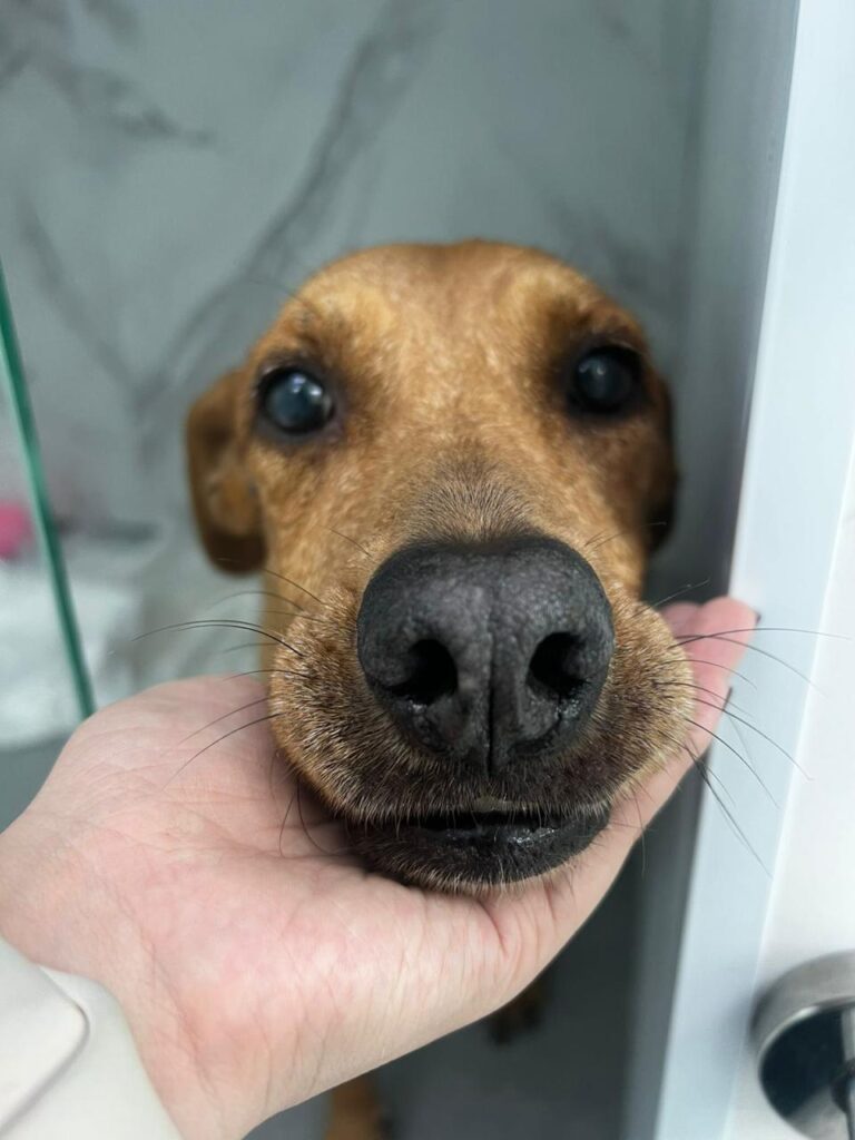 Conheça os principais sinais de emergência em pets!