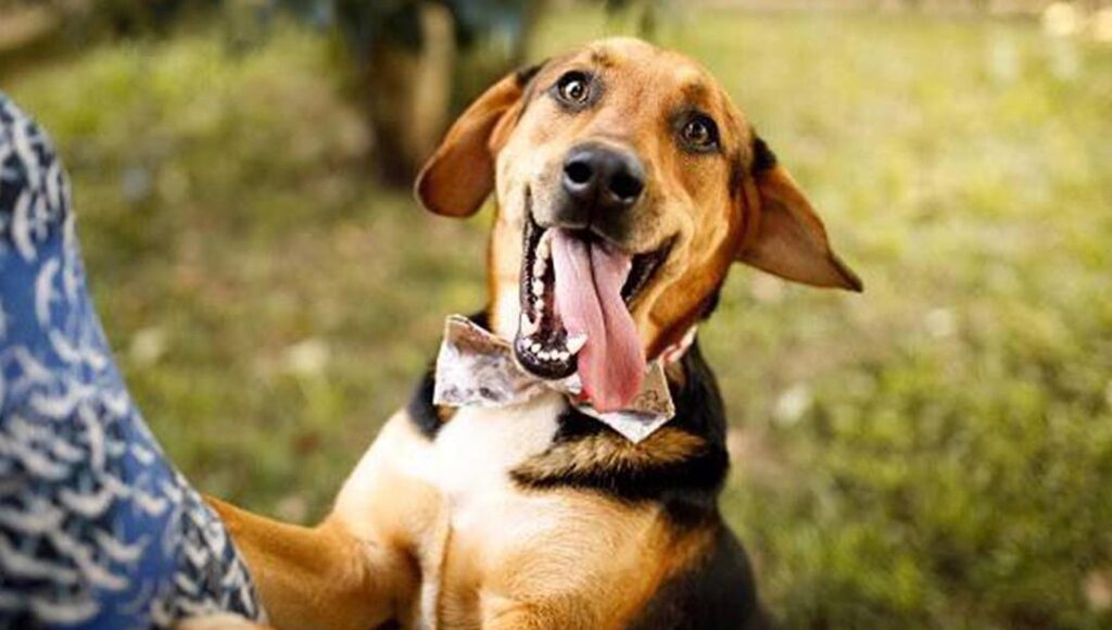 Conheça quais são os principais sinais de envelhecimento em cães!